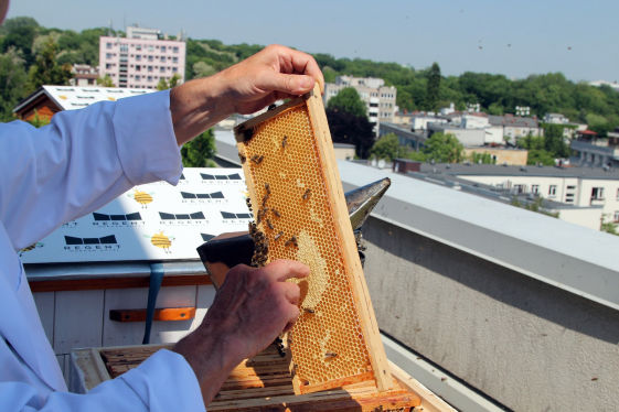 Macedonian Honey
